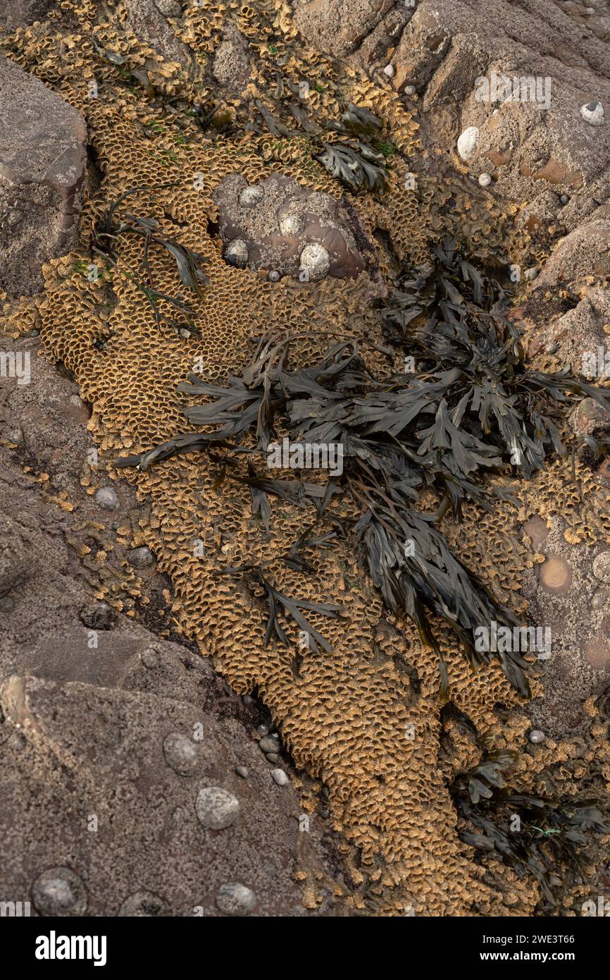 Verme a nido d'ape: Sabellaria alveolata. Esposta con bassa marea. Widemouth Bay, Cornovaglia, Regno Unito Foto Stock