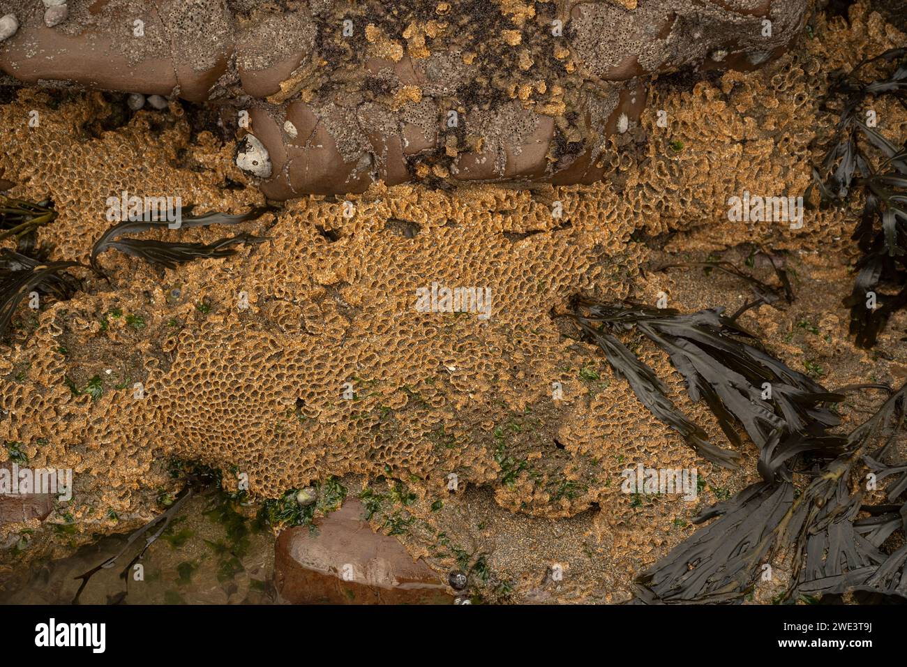 Verme a nido d'ape: Sabellaria alveolata. Esposta con bassa marea. Widemouth Bay, Cornovaglia, Regno Unito Foto Stock