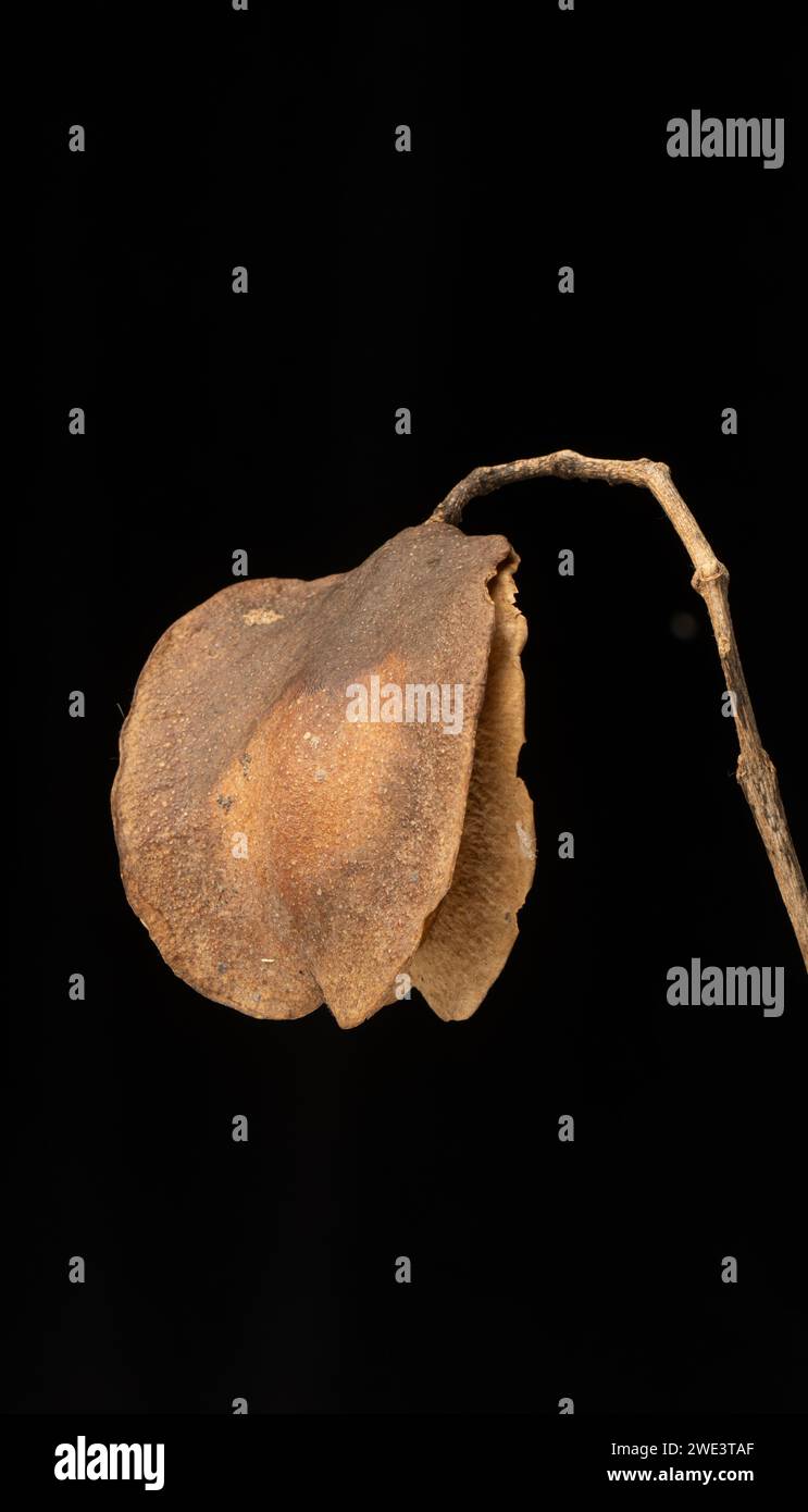 Jacaranda: Jacaranda mimosifolia. Pod semi. Foto Stock