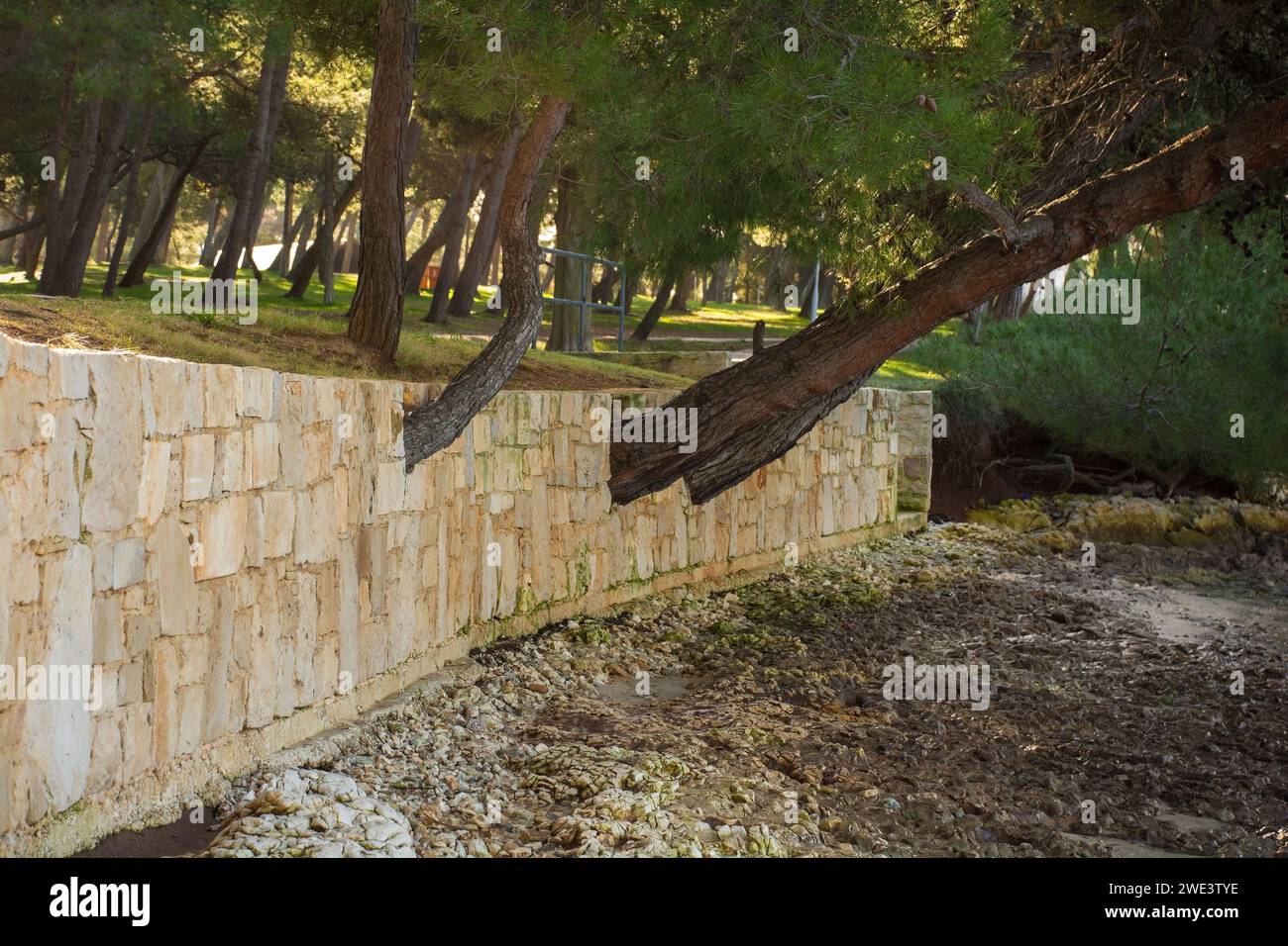Un muro costiero costruito intorno a pini già in crescita. Parco forestale di Kasteja - Parco Suma Kasteja - a Medulin, Istria, Croazia. Dicembre Foto Stock