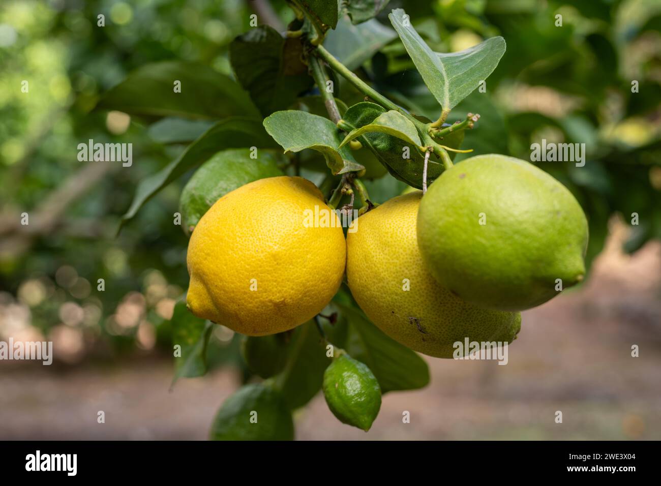Limoni in varie fasi di maturazione. Un limone fruttifero. Sfondo. Foto Stock