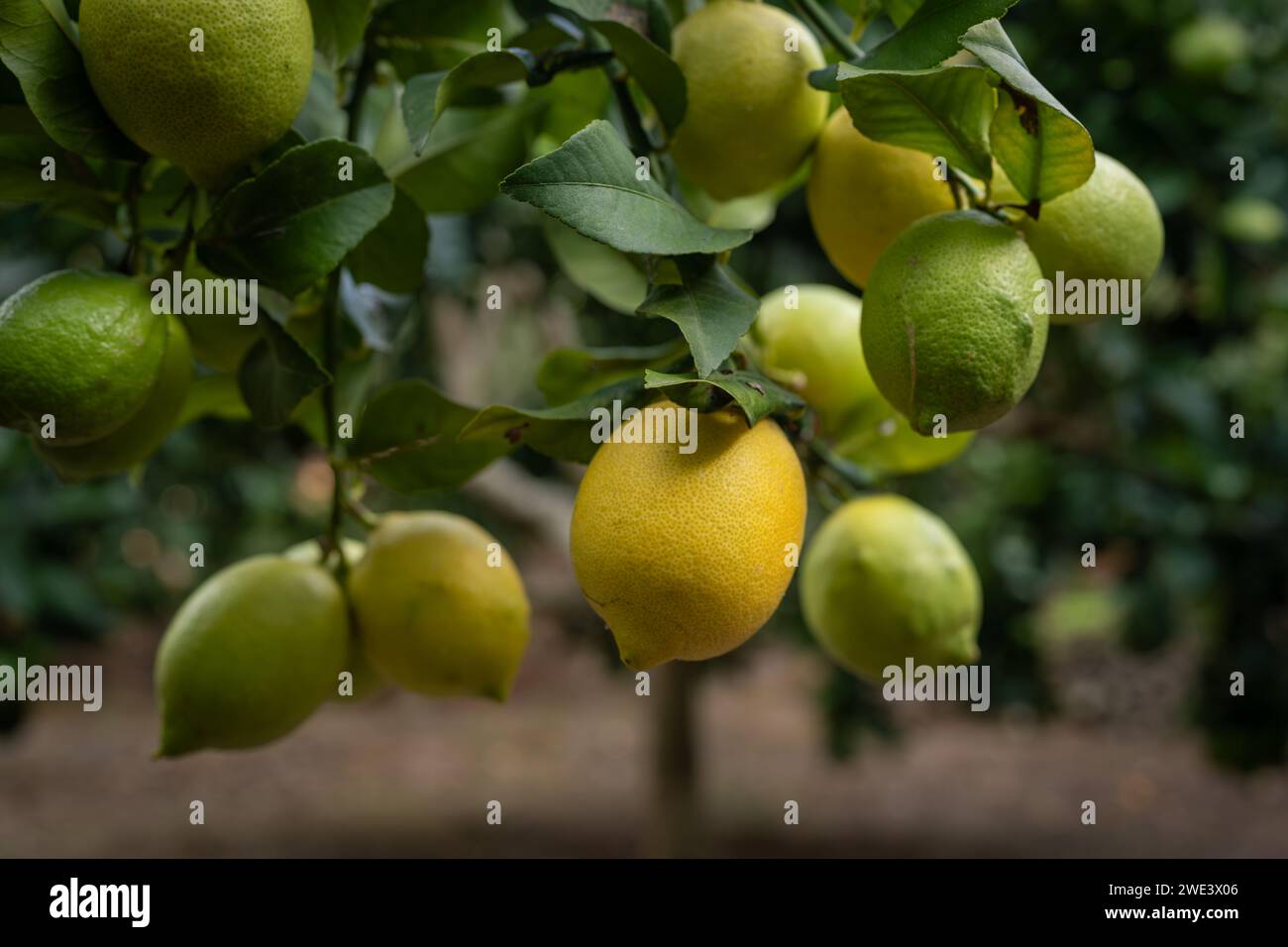 Limoni in varie fasi di maturazione. Un limone fruttifero. Sfondo. Foto Stock