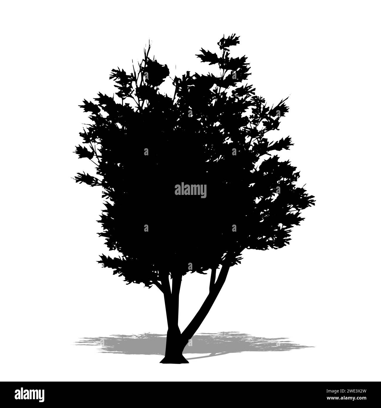 Un albero Mulga con una silhouette nera su sfondo bianco. Illustrazione concettuale 3D per natura, pianeta, ecologia e conservazione, forza, Foto Stock