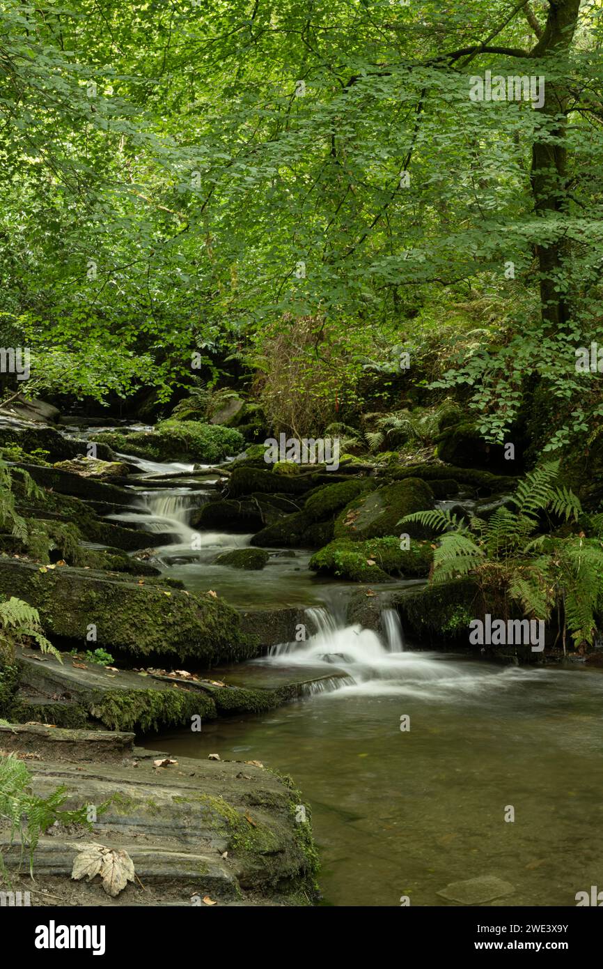 Foresta pluviale temperata, Trethevey, vicino a Tintagel, Cornovaglia, Regno Unito. Foto Stock