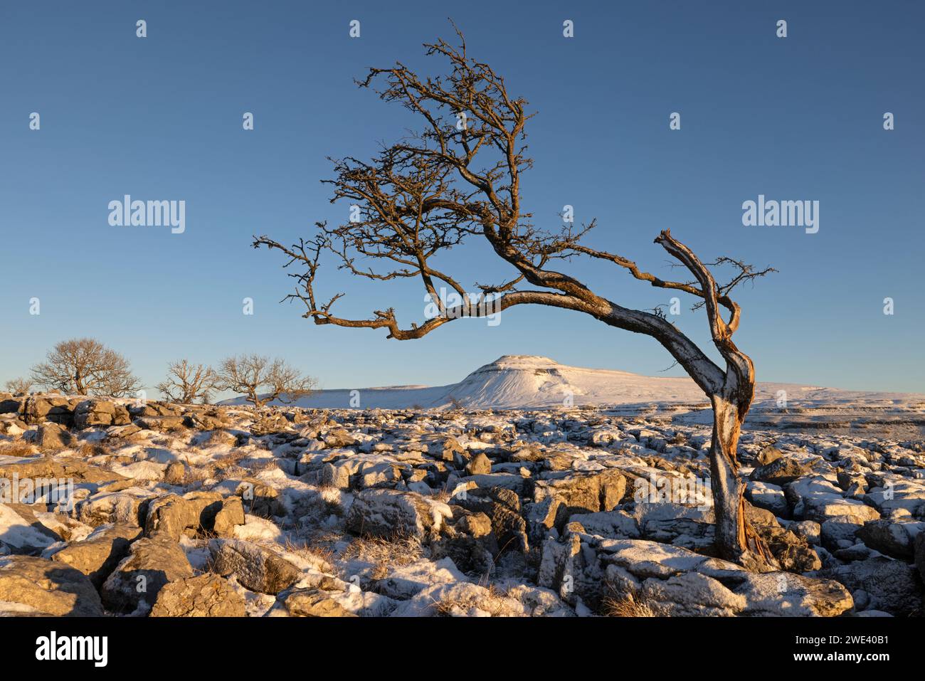 Vista invernale ricoperta di neve di un albero solitario a Twistleton Sars, con vista verso Ingleborough in lontananza, Yorkshire Dales, Regno Unito Foto Stock