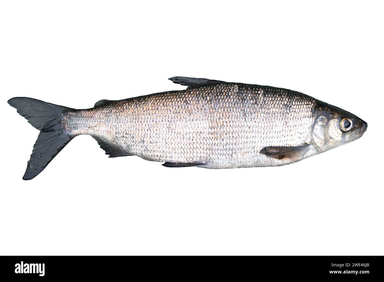 Whitefish (Coregonus lavaretus) isolato su sfondo bianco. Pesce di lago grezzo. Lago Whitefish. Foto Stock