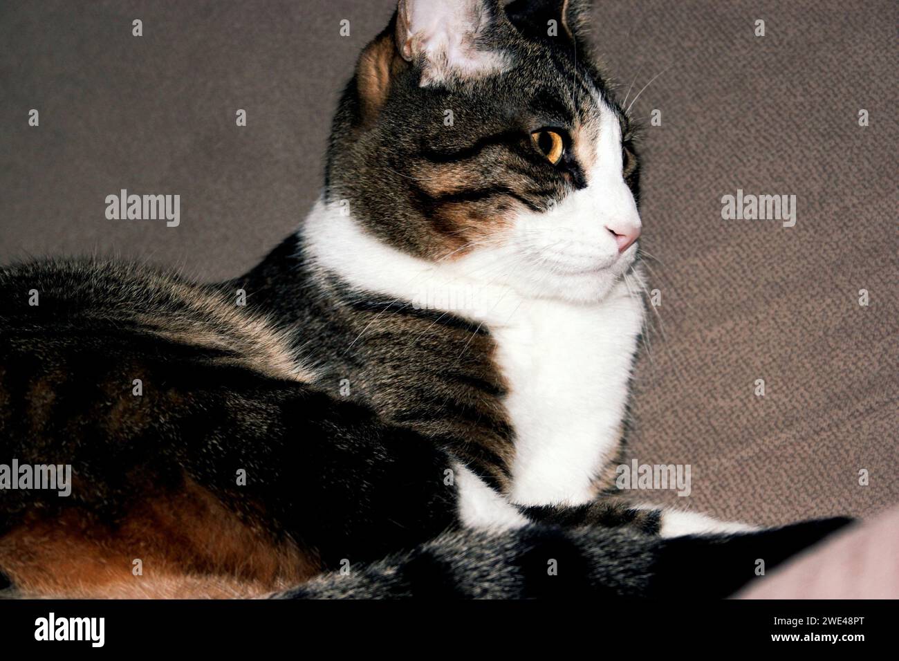 Tabby Cat Grooming se stesso su un divano di notte Foto Stock