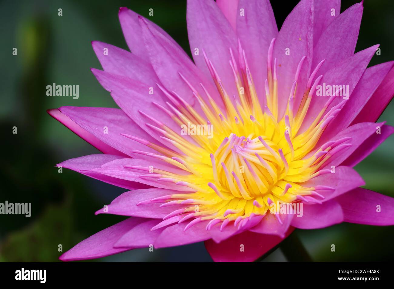 Colori vivaci della vita: Un primo piano del Giglio d'acqua. Foto Stock