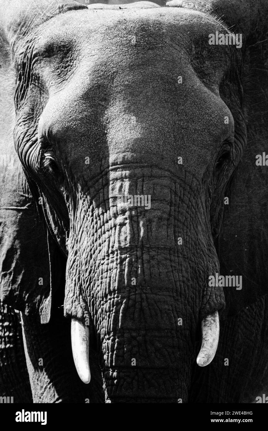 Eswatini, Swaziland, riserva di caccia di Mkhaya, elefante africano (Loxodonta africana) Foto Stock