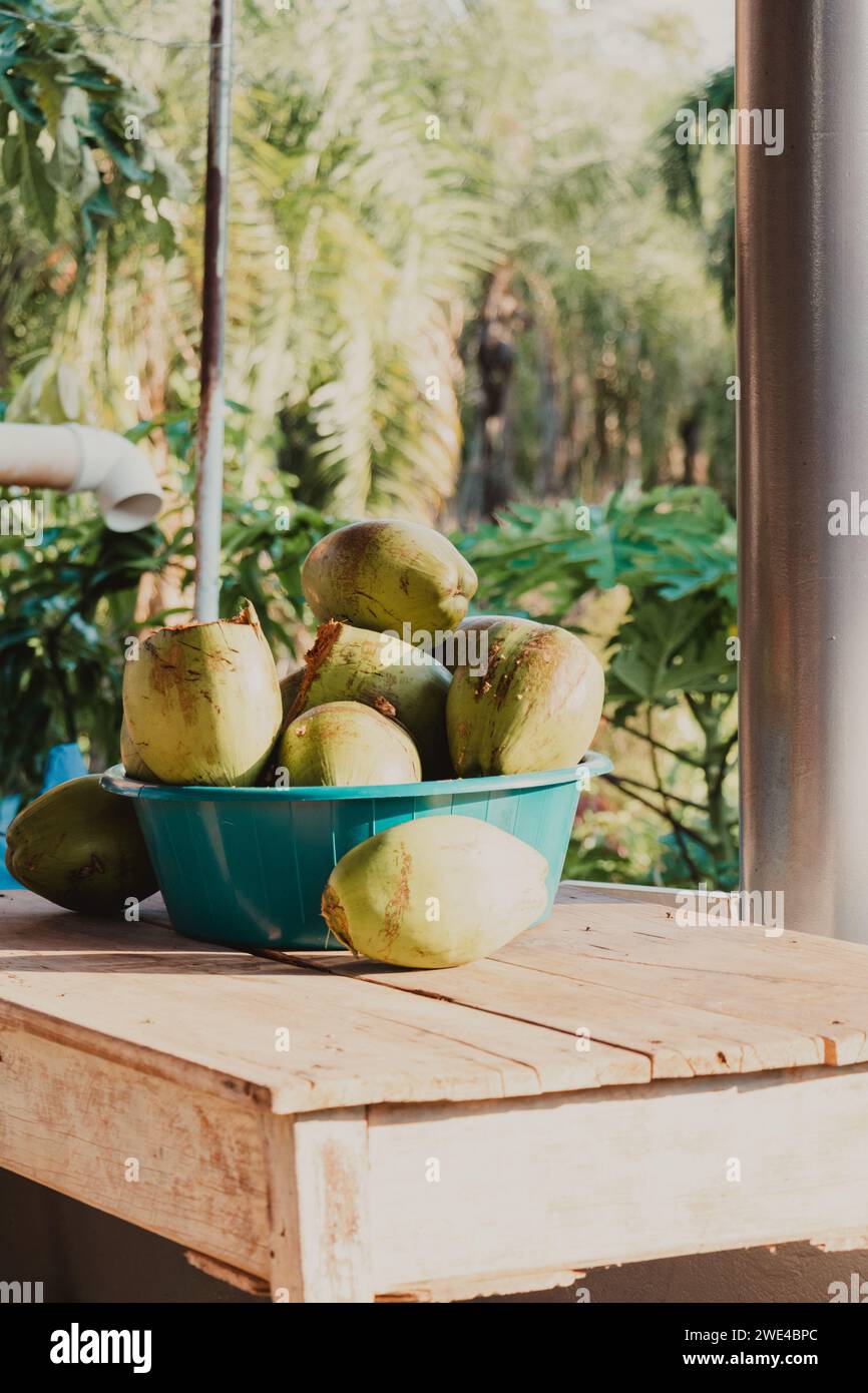 recipiente pieno di noci di cocco verdi Foto Stock