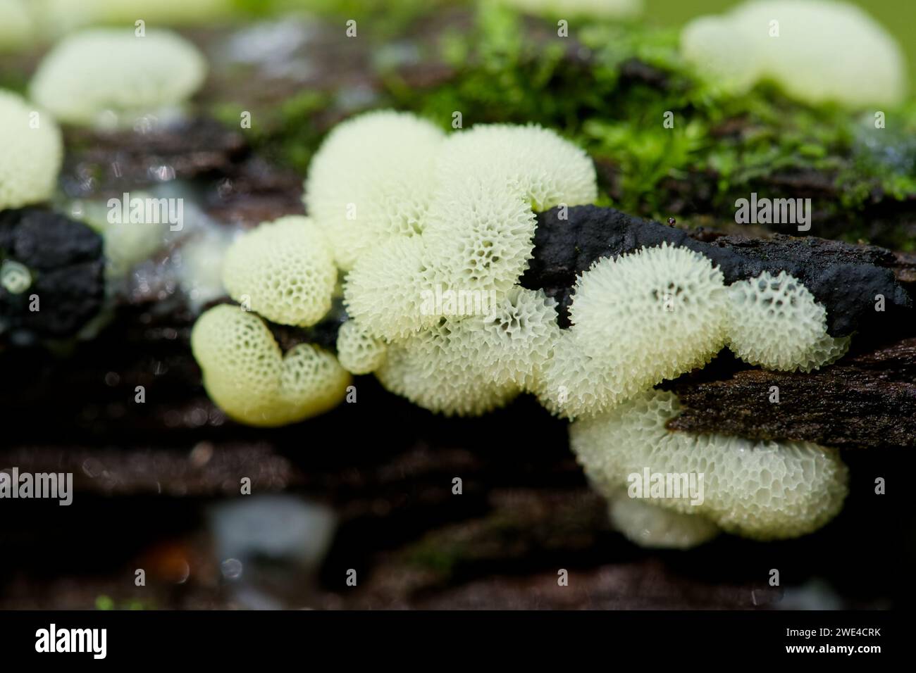 Muffa di melma corallina (Ceratiomyxa fruticulosa porioides) Foto Stock