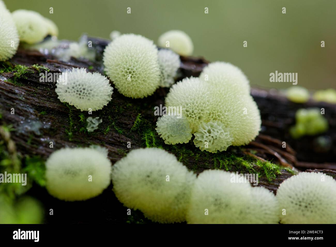 Muffa di melma corallina (Ceratiomyxa fruticulosa porioides) Foto Stock