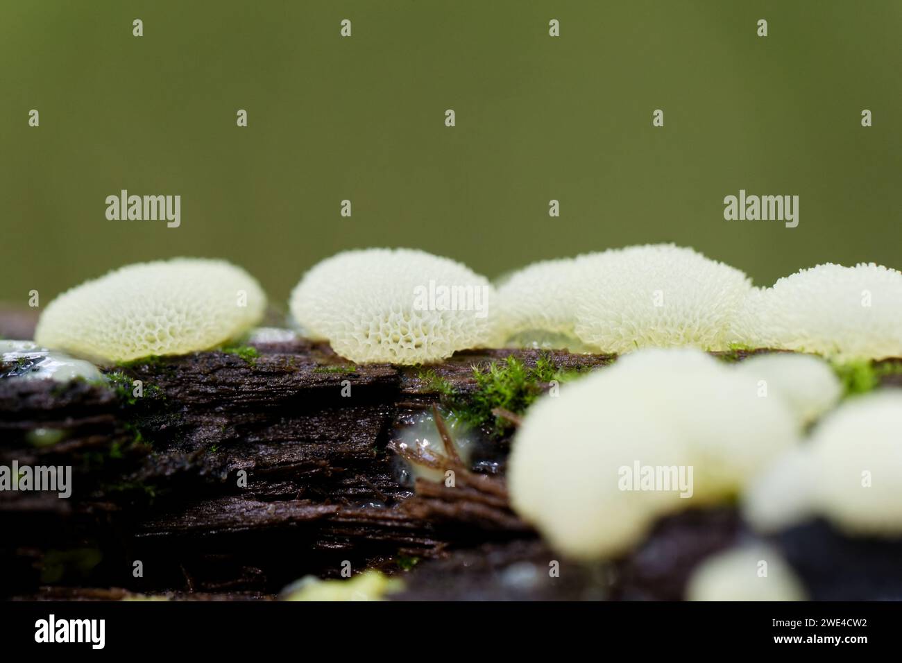 Muffa di melma corallina (Ceratiomyxa fruticulosa porioides) Foto Stock