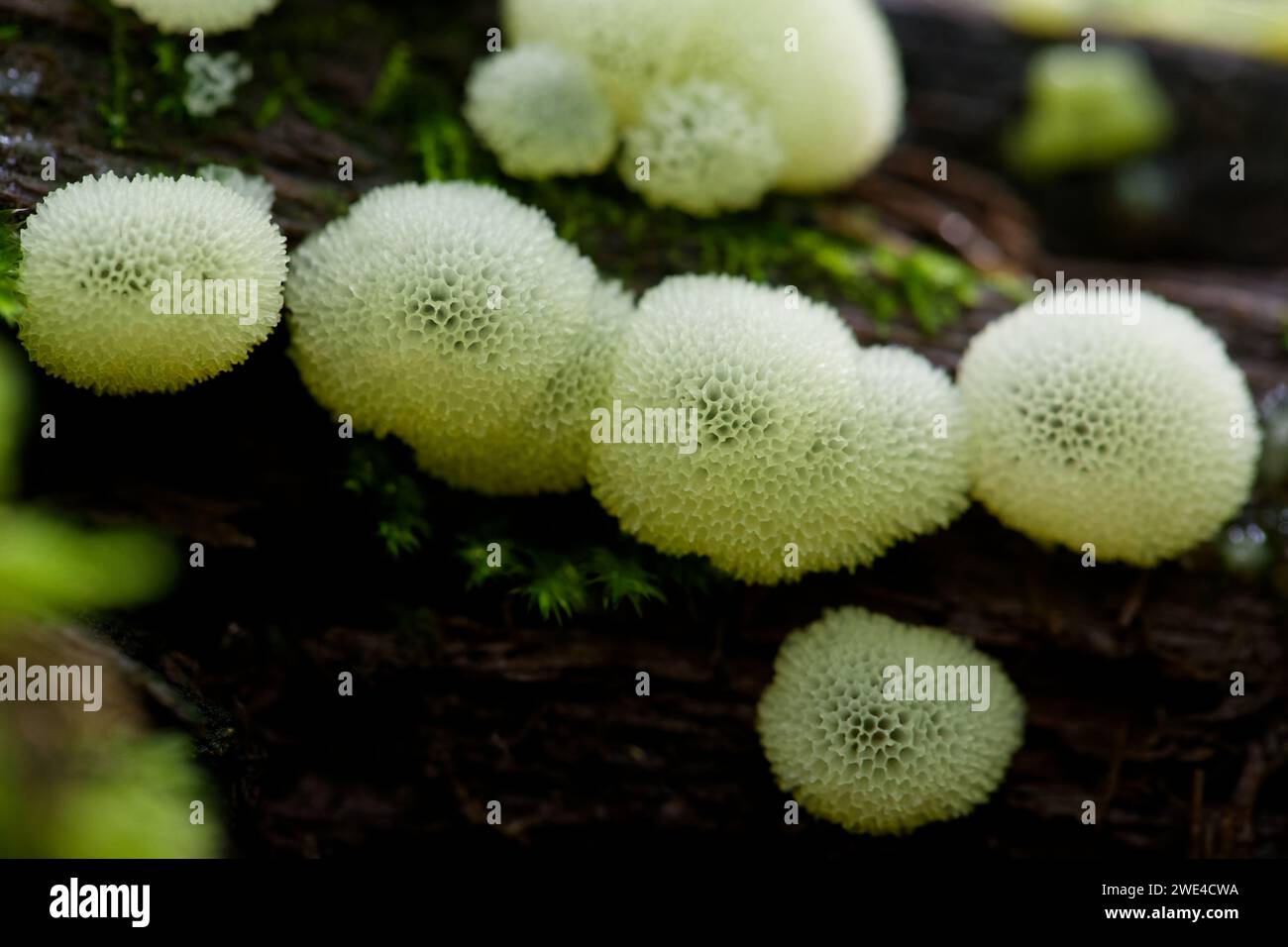 Muffa di melma corallina (Ceratiomyxa fruticulosa porioides) Foto Stock