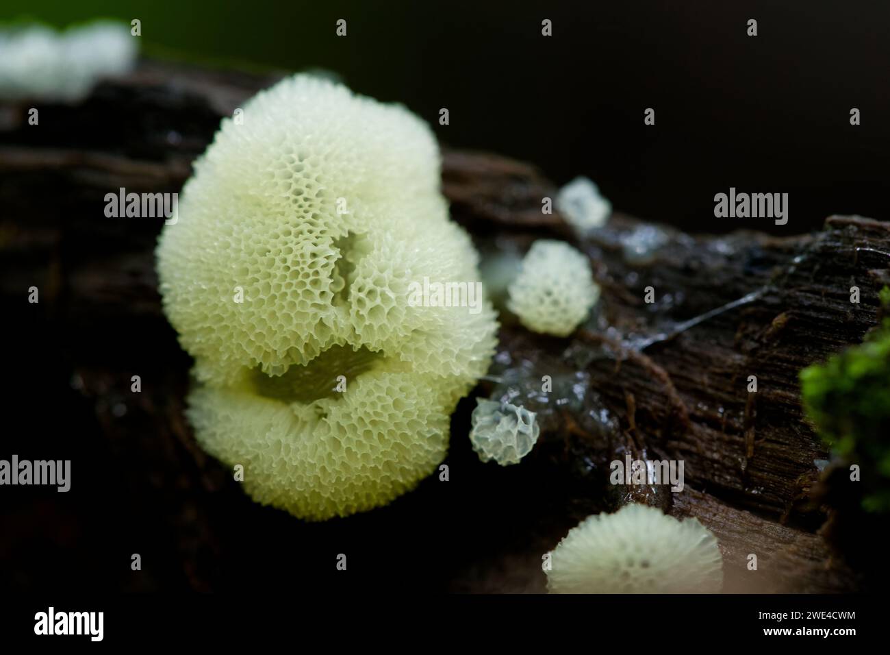 Muffa di melma corallina (Ceratiomyxa fruticulosa porioides) Foto Stock