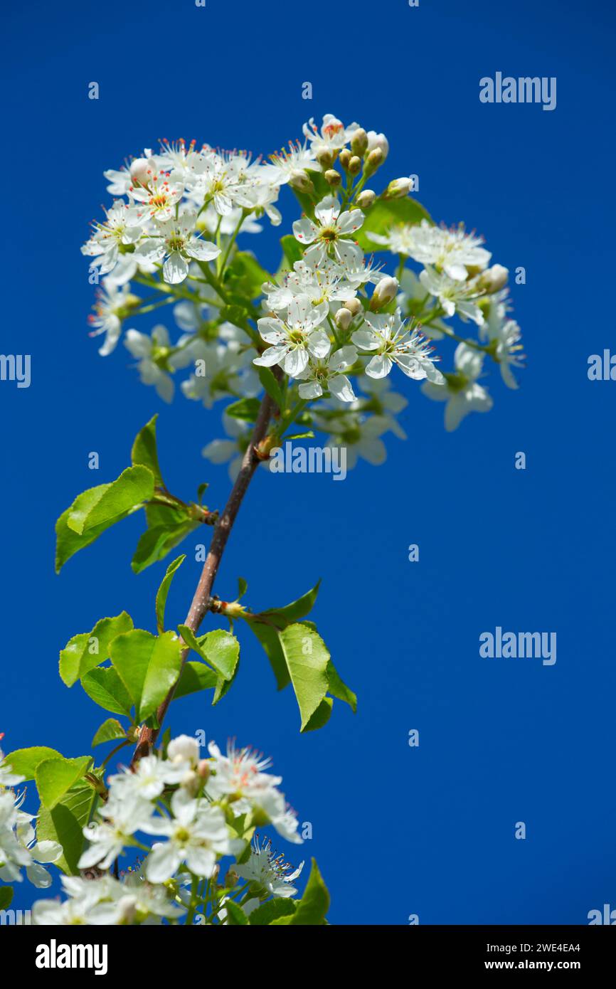 Chokecherry in Bloom, Columbia Hills State Park, Columbia River Gorge National Scenic Area, Washington Foto Stock