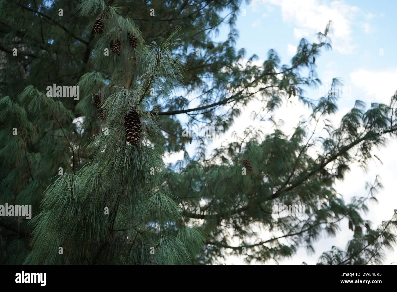 Pino bhutano, pino blu, pino himalayano e pino bianco himalayano (Pinus wallichiana) Foto Stock