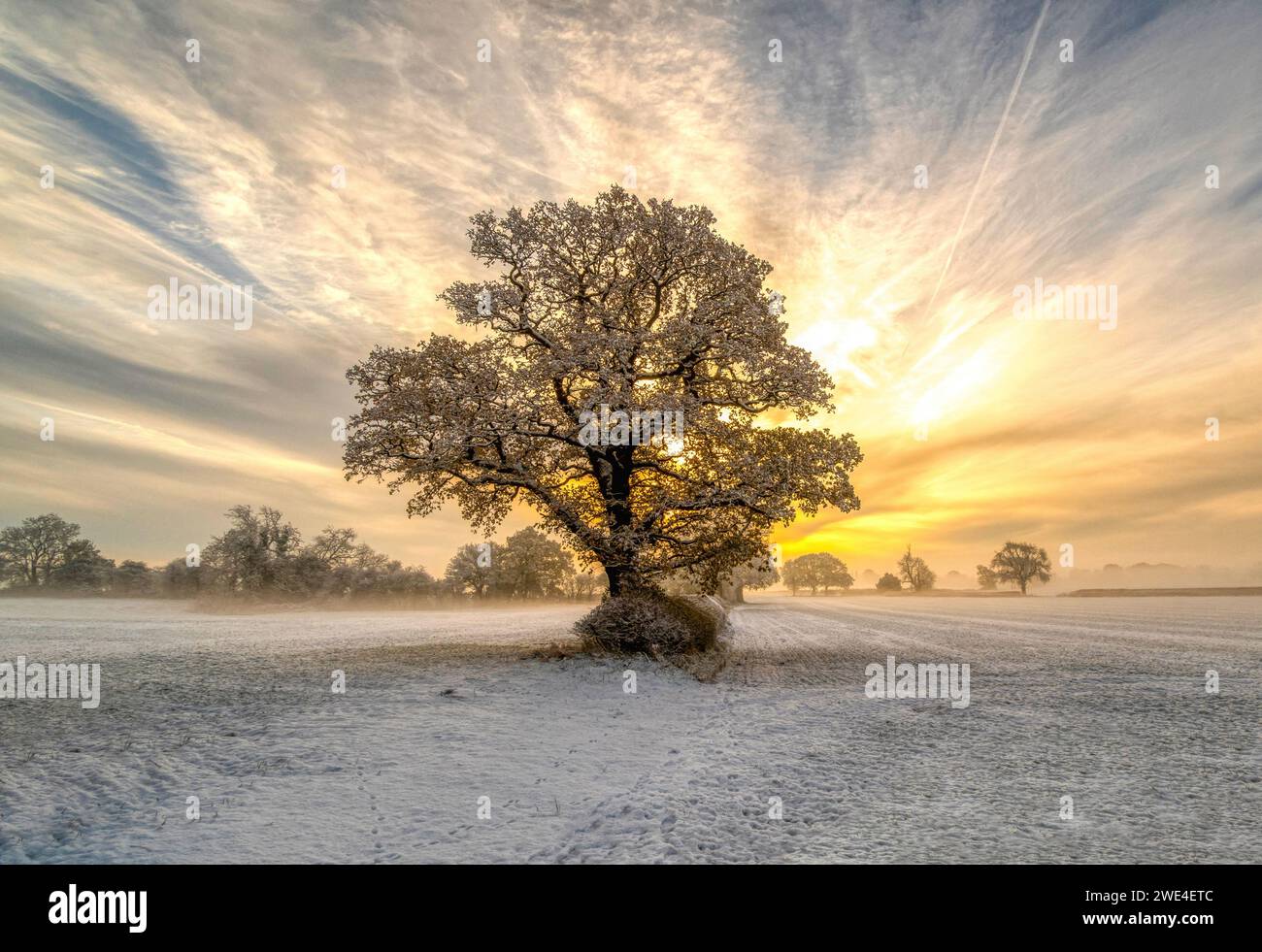 Alba in lontananza dietro un albero innevato Foto Stock