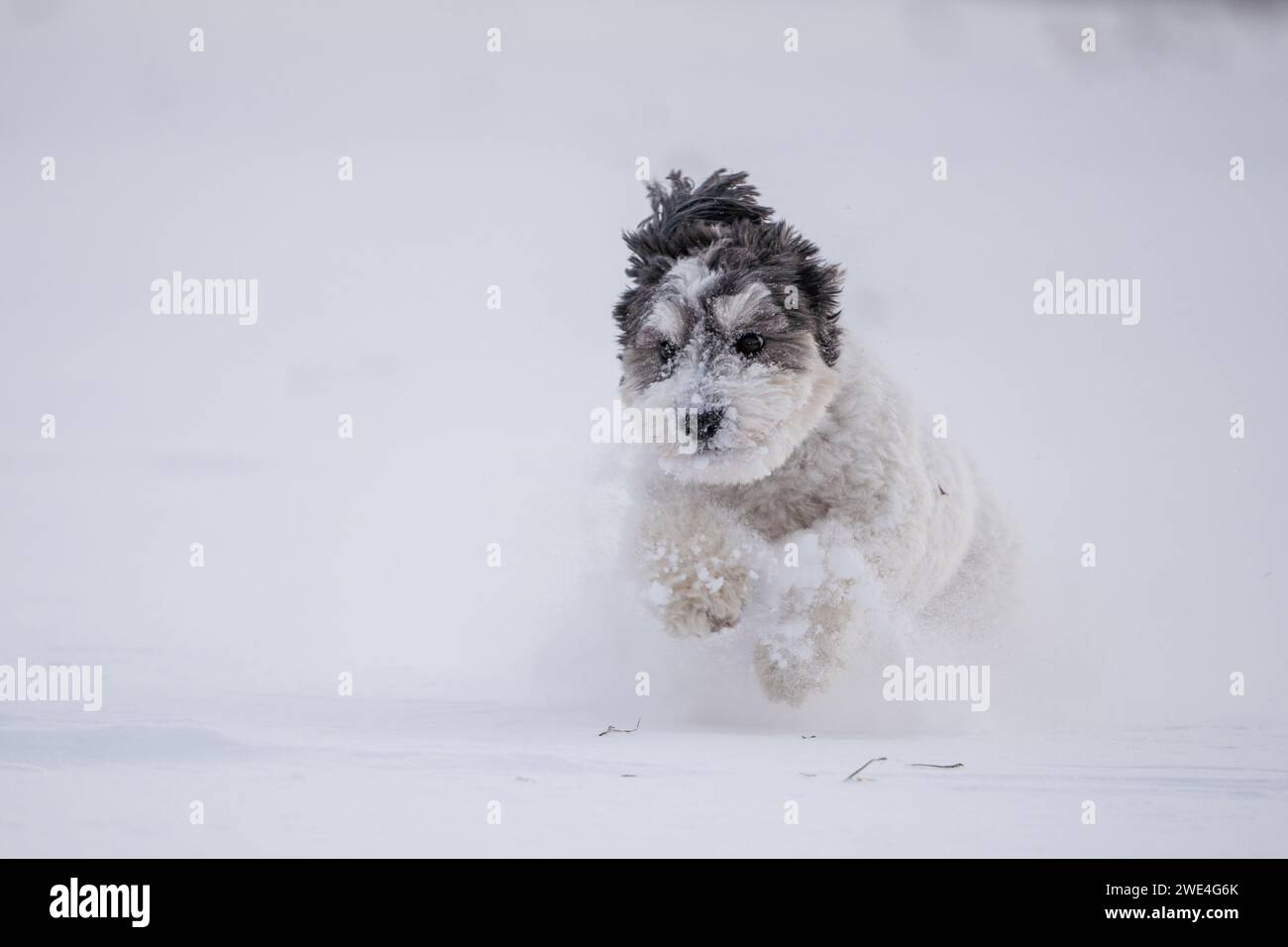 Felice cane Havanese bianco e nero corre sulla neve. Foto Stock