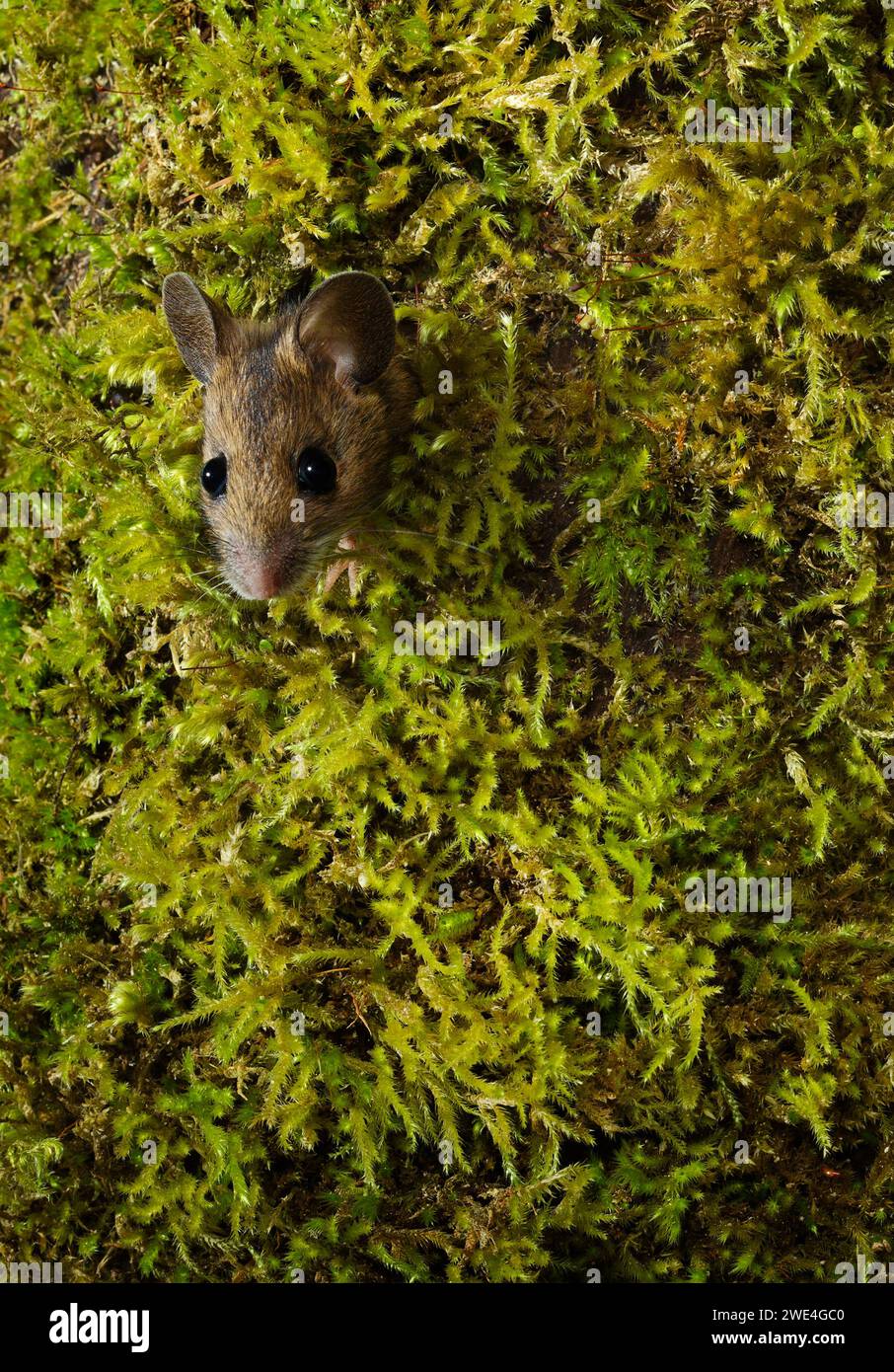 Mouse in legno Apodemus sylvaticus UK che sbircia fuori da un buco Foto Stock