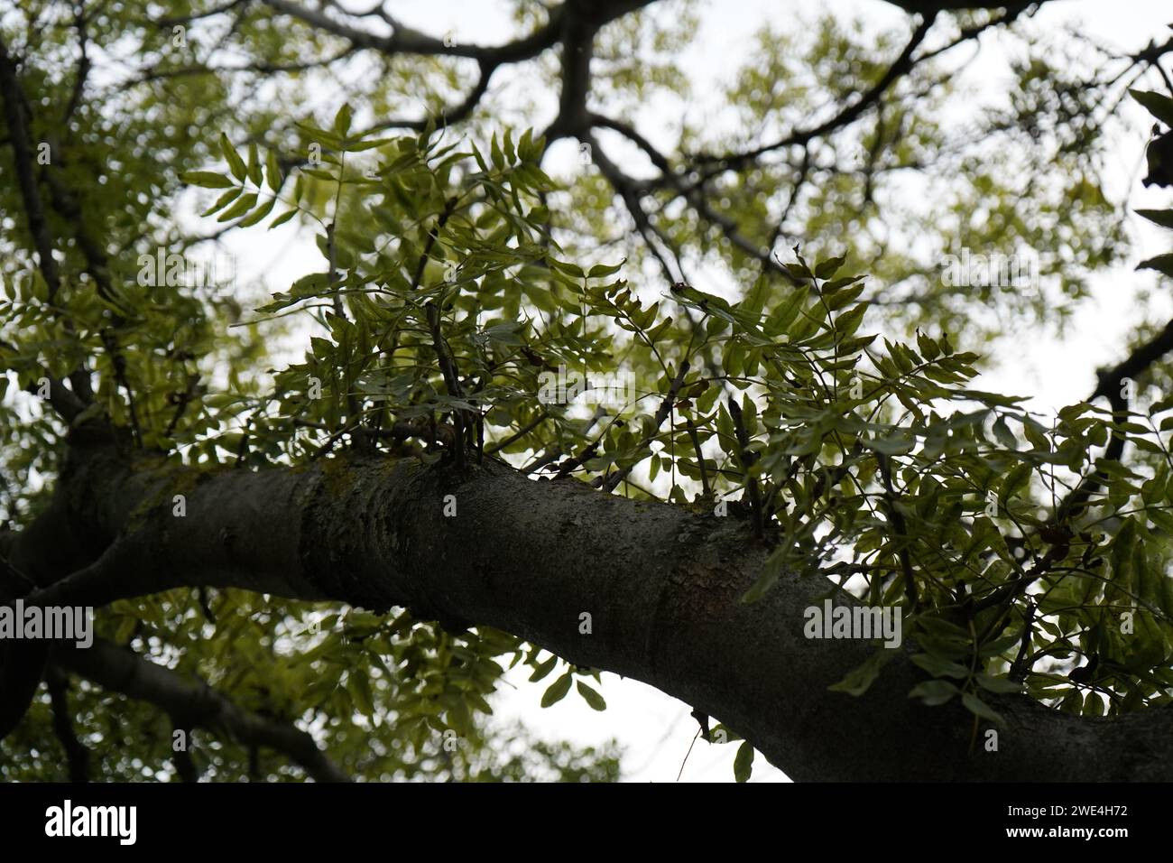 Cenere, frassino a foglia stretta (Fraxinus angustifolia) Foto Stock