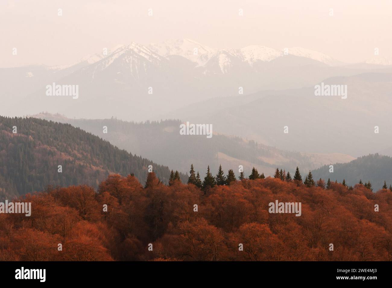 Paesaggio pittoresco con foresta autunnale arancione e alte montagne innevate dietro di esso. Carpazi, Ucraina Foto Stock