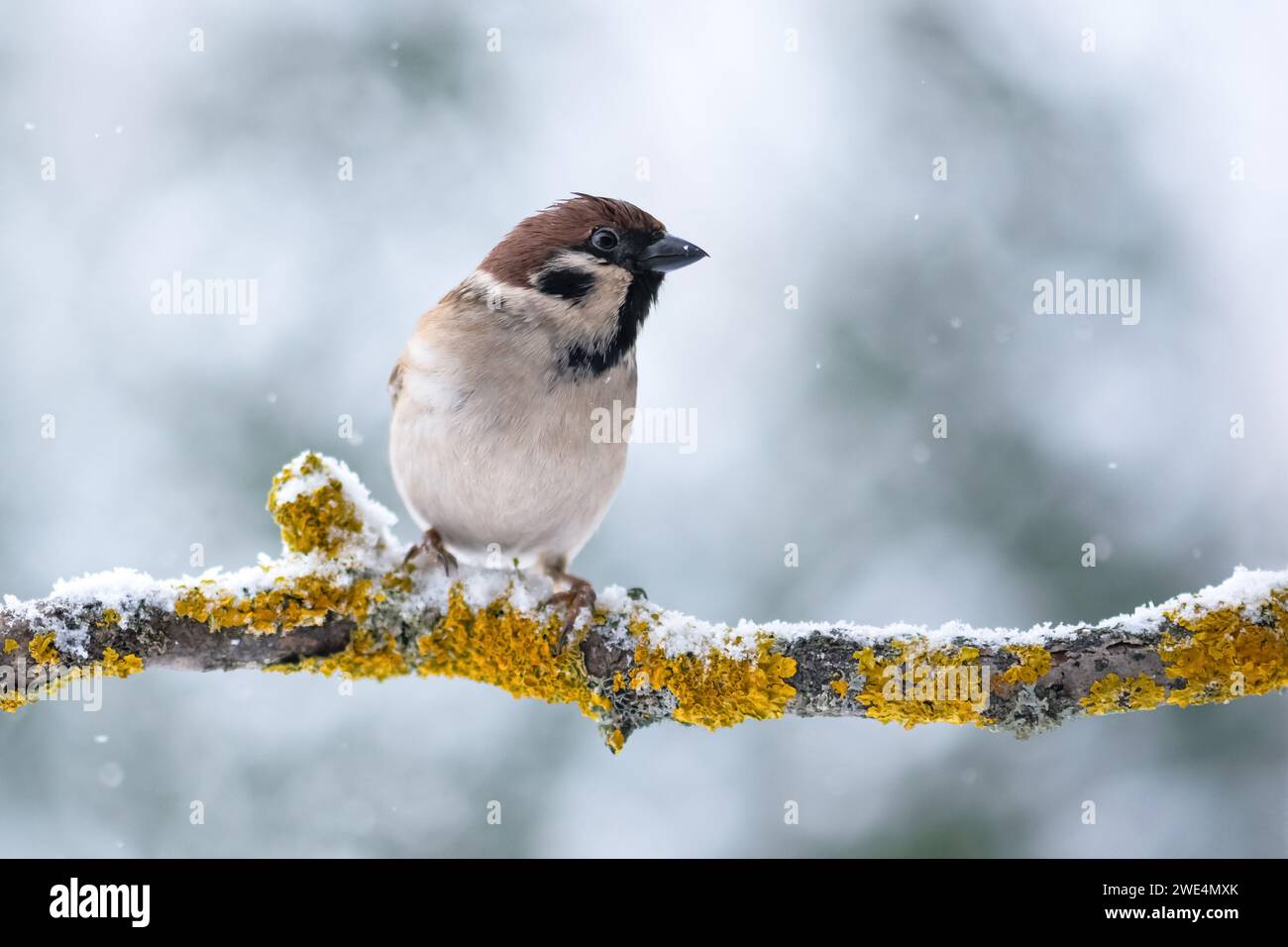 Primo piano in inverno, un uccello maschio del passero marrone sul ramoscello dell'albero. Fotografia di uccelli Foto Stock