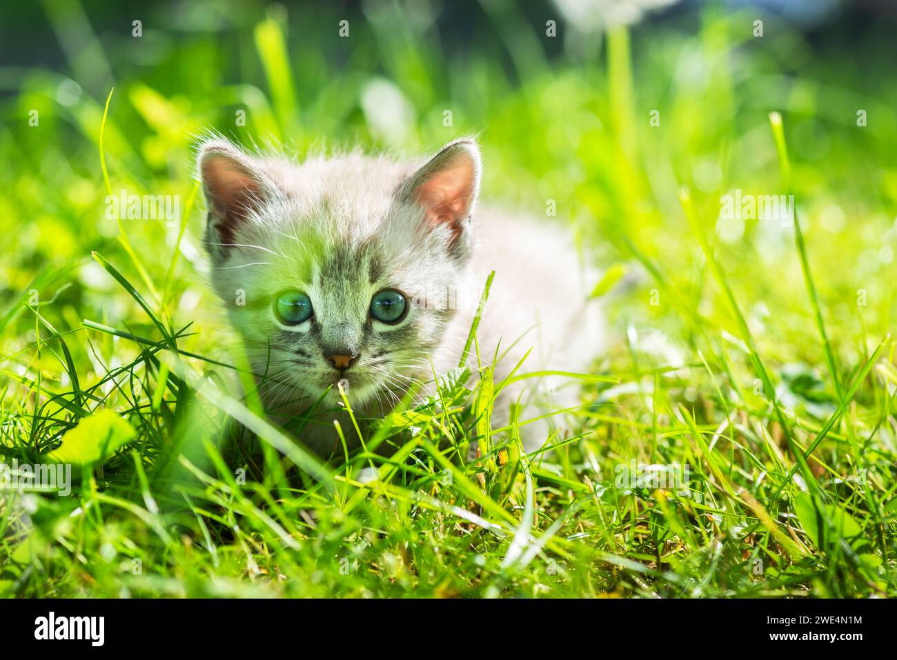 Un piccolo gattino con accattivanti occhi blu che si aggirano tra lussureggianti prati verdi nel cortile Foto Stock