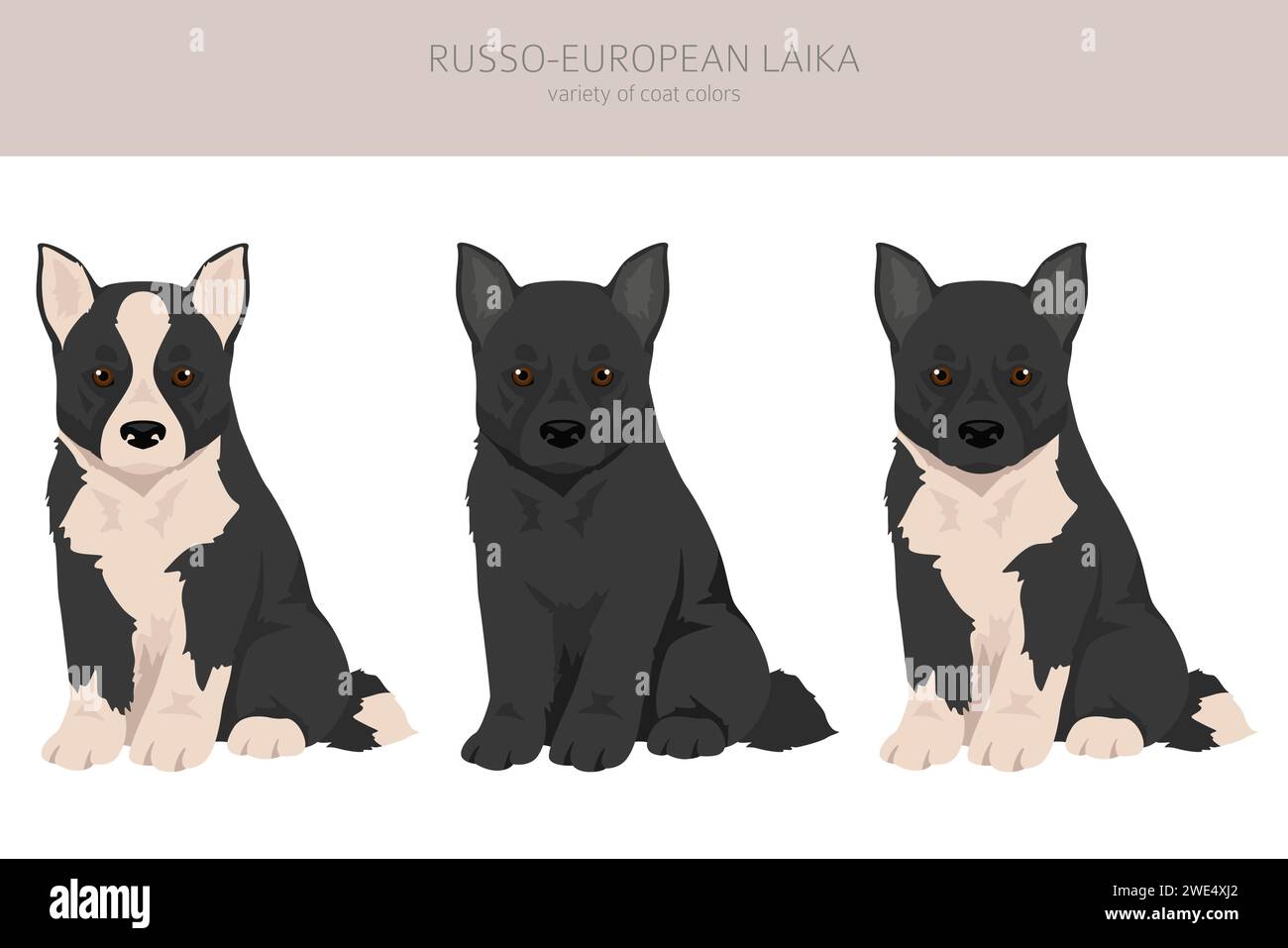 Clipart russo-europea Laika cucciolo. Tutti i colori del rivestimento sono impostati. Infografica sulle caratteristiche di tutte le razze di cane. Illustrazione vettoriale Illustrazione Vettoriale