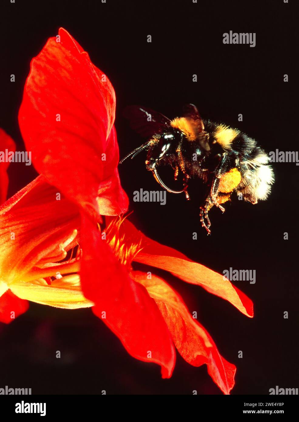 Bumble Bee Bombus che vola su un fiore di Nasturtium per nettare e polline Foto Stock