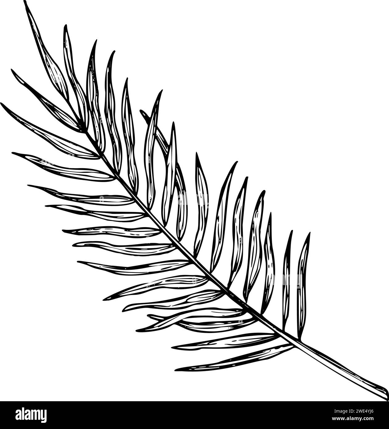 Illustrazione vettoriale Palm Leaf. Ramo di albero tropicale della giungla disegnato a mano in stile lineare su sfondo isolato. Disegno inciso di fogliame della foresta pluviale per icona o logo. Pittura botanica di piante. Illustrazione Vettoriale