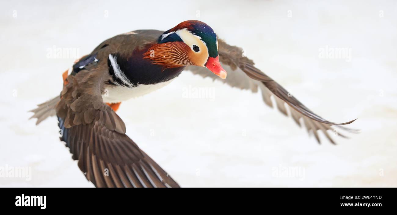 Ritratto d'anatra mandarina in inverno, Quebec, Canada Foto Stock