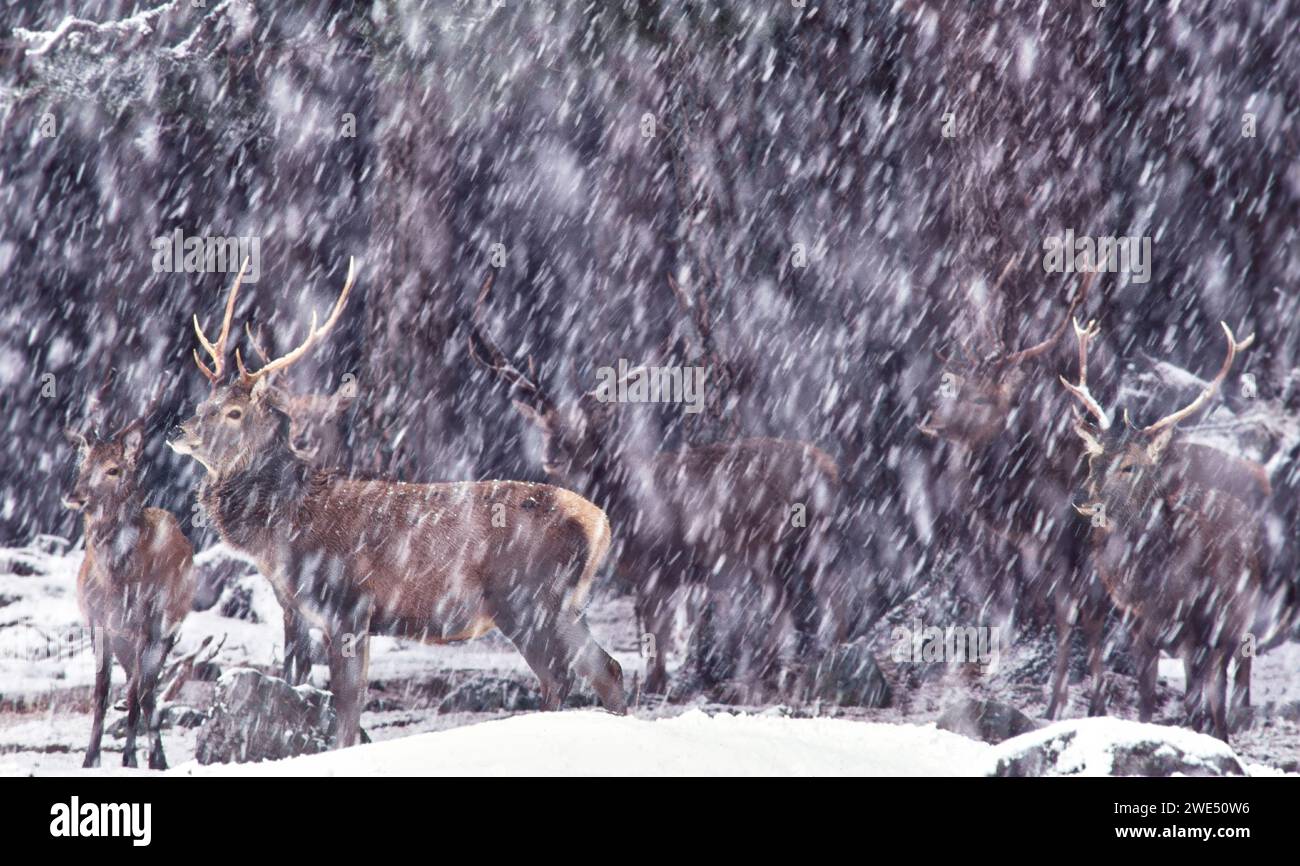 Cervo rosso Cervo elafo che si rifugia sotto i pini durante una tempesta di neve Cairngorms Scozia Foto Stock