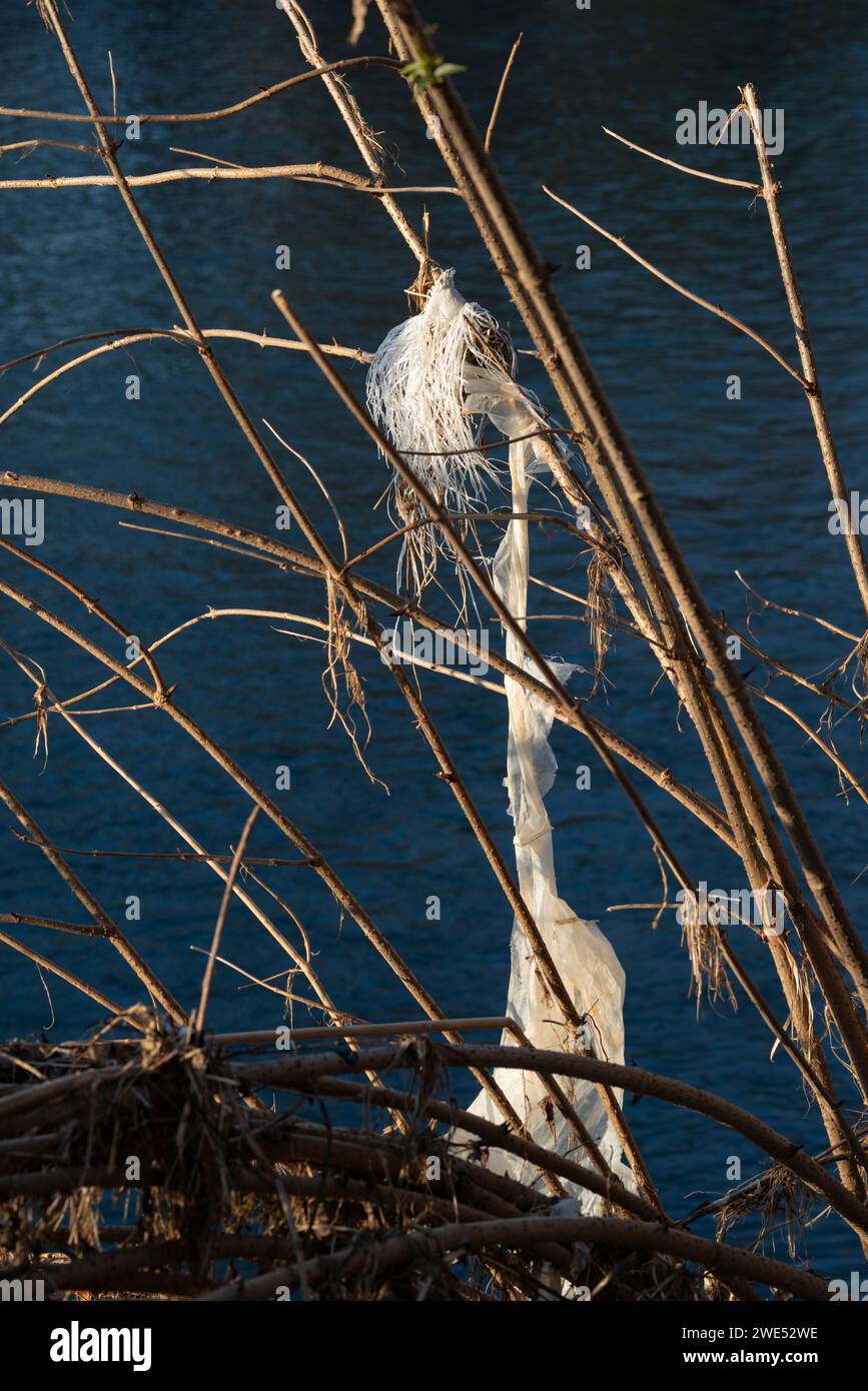 Italia, Lombardia, plastica catturata nei rami dell'albero Foto Stock