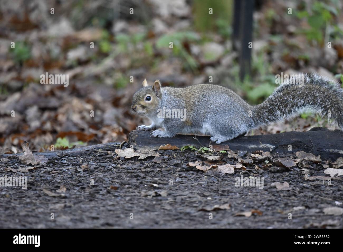 Immagine di profilo a sinistra di uno scoiattolo grigio orientale (Sciurus carolinensis) che scorre lungo una radice di albero sul pavimento del bosco, One Eye on camera, scattata nel Regno Unito Foto Stock