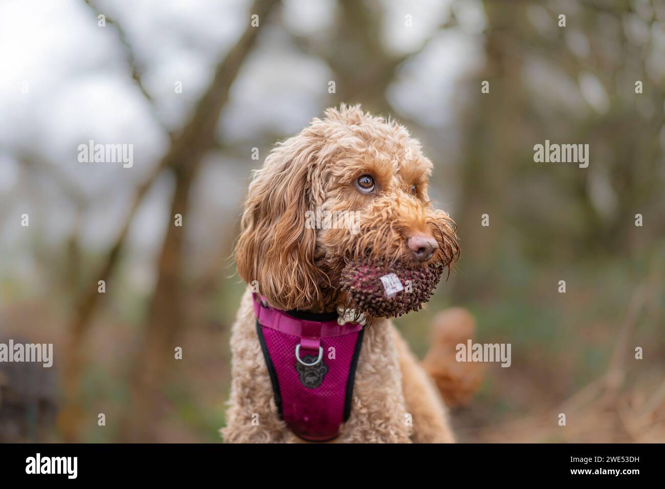 Vista frontale ravvicinata di un cane da cockerpoo con un soffice giocattolo in bocca a fissare. Foto Stock