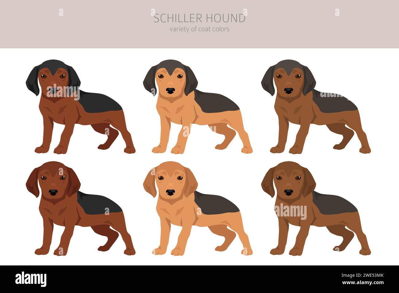 Schiller Hound cuccioli clipart. Tutti i colori del rivestimento sono impostati. Infografica sulle caratteristiche di tutte le razze di cane. Illustrazione vettoriale Illustrazione Vettoriale