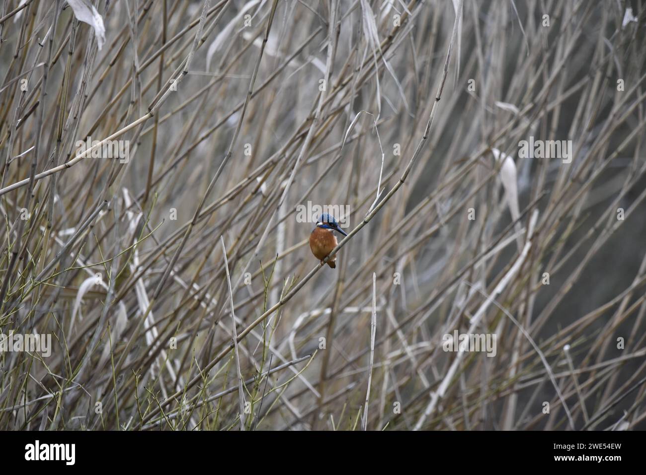 Immagine distante di un Common Kingfisher (Alcedo atthis) di fronte alla fotocamera di Reeds, con la testa che guarda in basso a destra, scattata in inverno nel Regno Unito Foto Stock