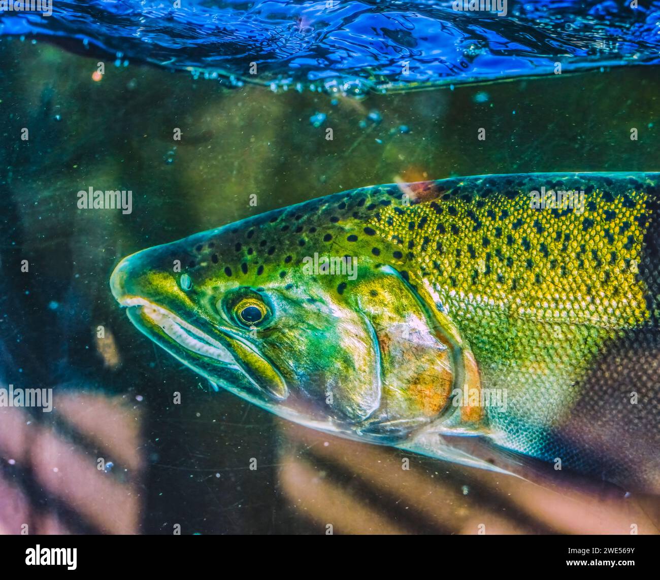 Salmone Chinook Issaquah incubatoio Washington. Salmone swim up il Issaquah creek all'incubatrice. Foto Stock