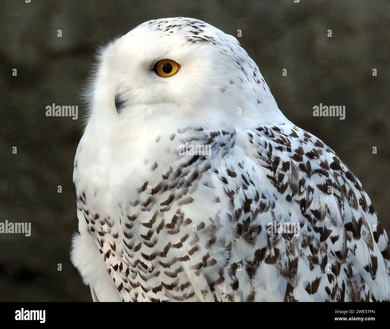 Gufo innevato, gufo polare, gufo bianco, gufo artico, Schnee-Eule, Harfang des neiges, Bubo scandiacus, hóbagoly, Zoo Foto Stock