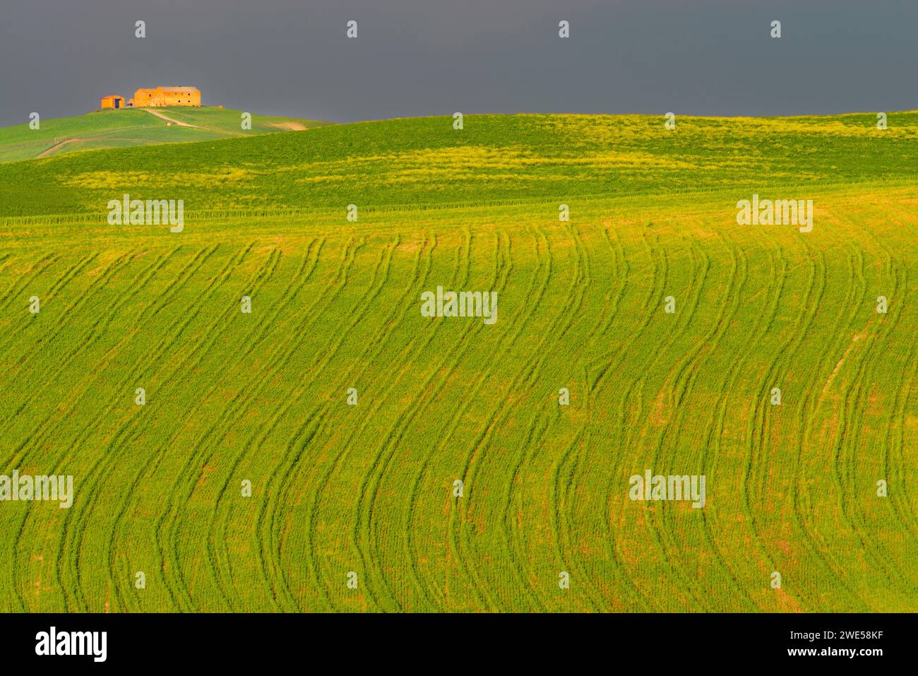 Tracce su una zona coltivata, Crete Senesi, provincia di Siena, Toscana, Italia, Europa Foto Stock