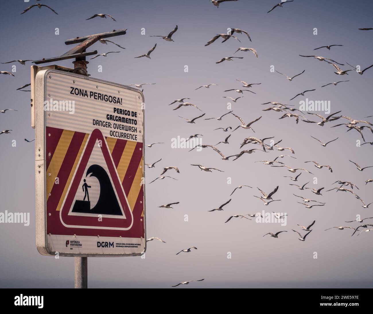 Attenzione tra le ali: Un cartello di pericolo ad Angeiras circondato da un gregge di gabbiani volanti (Matosinhos, Porto, Portogallo) Foto Stock