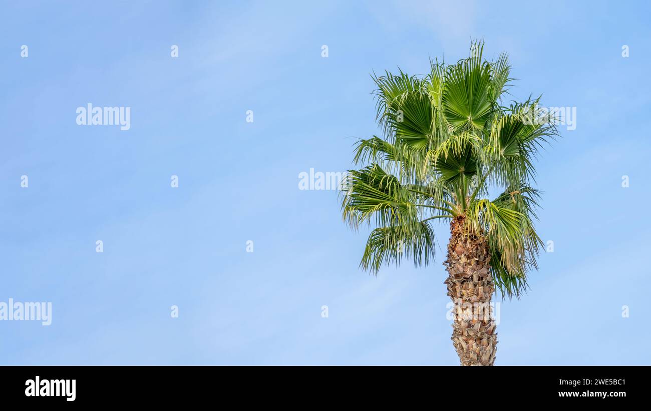 Palma singola con un cielo azzurro Foto Stock