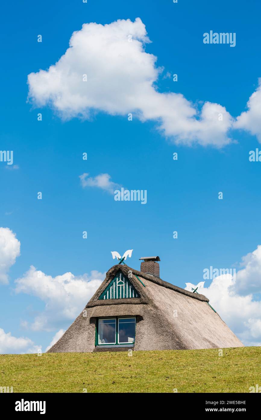 Casa sul tetto di paglia dietro la diga, Kollmar, Schleswig-Holstein, Germania Foto Stock