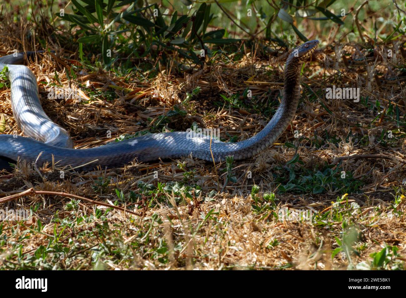 Dolichophis jugularis, noto anche come il serpente nero e il grande serpente a frusta, Foto Stock