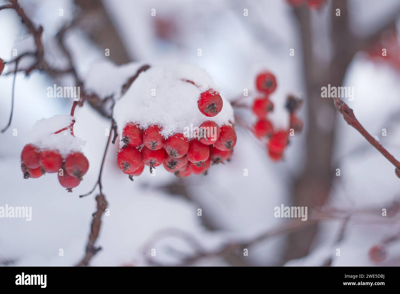 mazzi di rowan rosso sotto un cappuccio di neve bianca Foto Stock