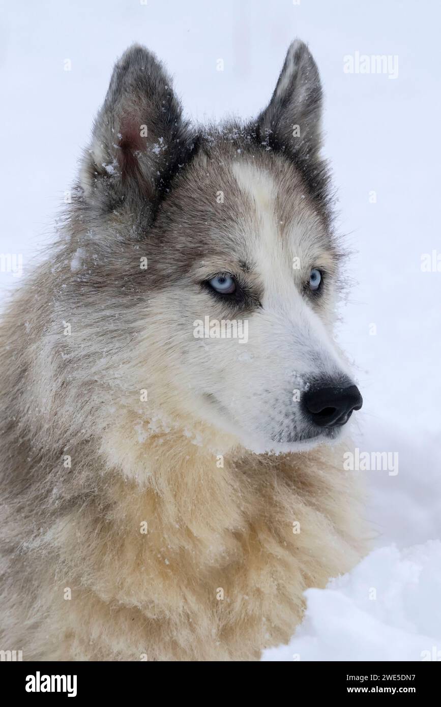 Primo piano di un mix di pastori tedeschi Husky. Foto Stock