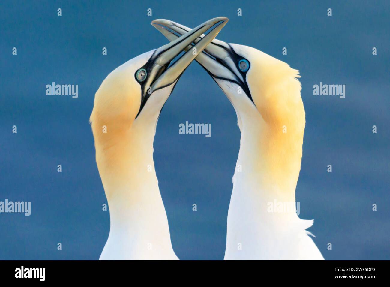 Gannets sull'isola di Helgoland, bassa Sassonia, Germania. Foto Stock