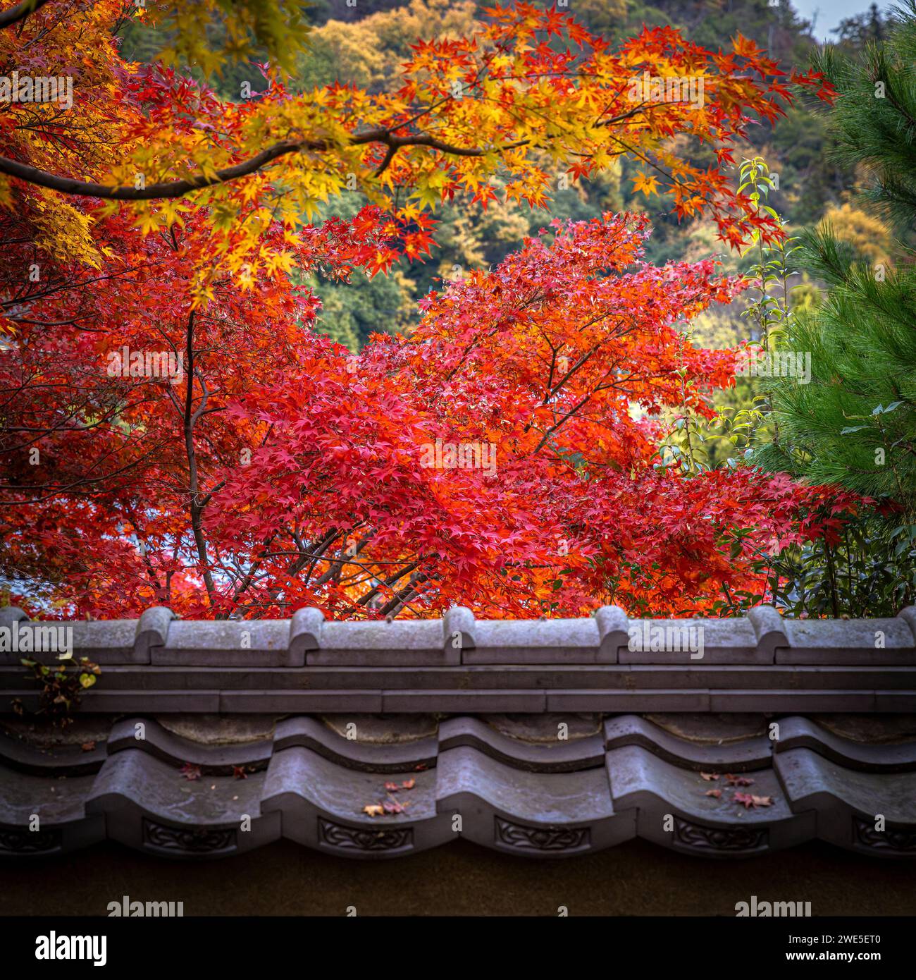 dettaglio di foglie d'acero colorate in un tempio di kyoto Foto Stock