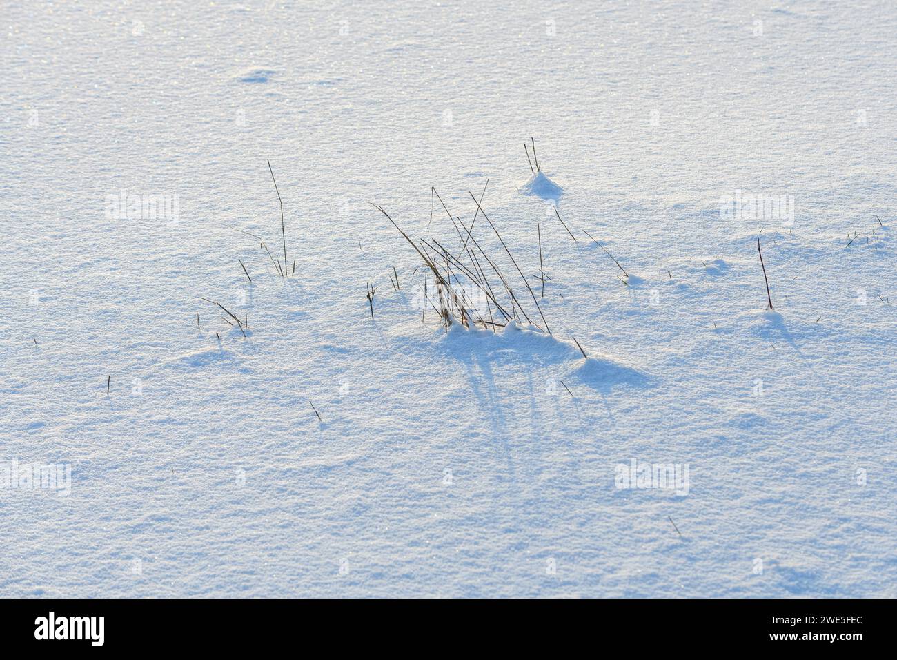 Vegetazione catturata nel ghiaccio nelle paludi. BAS-Rhin, Alsazia, Grand Est, Francia, Europa. Foto Stock